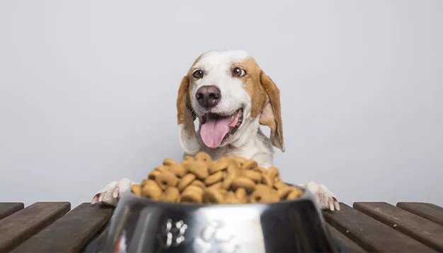 https://furhealthguide.online/