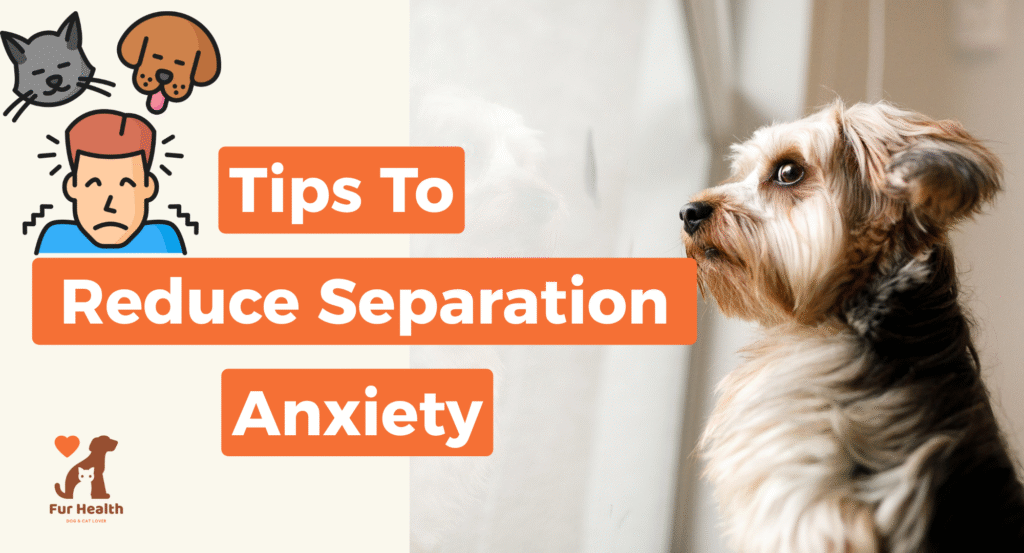 Anxious Small Dog