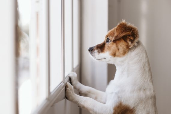 Separation Anxiety in Small Dog Breeds