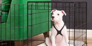 How to Crate Train a Beagle Puppy