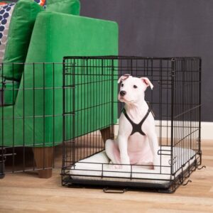 How to Crate Train a Beagle Puppy
