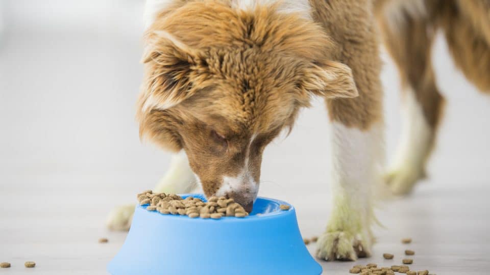 Best Dog Food for Sensitive Stomachs